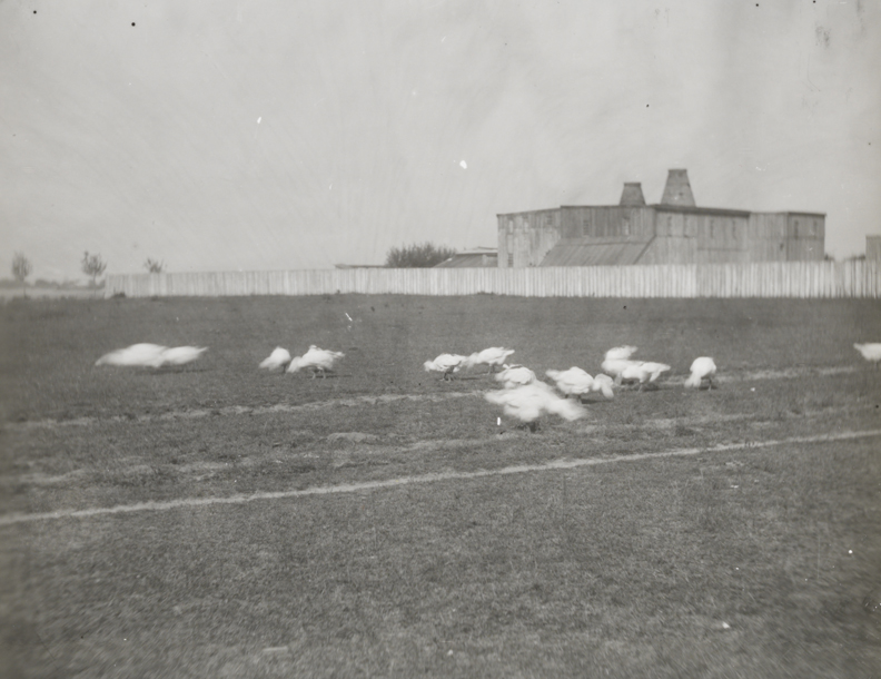 Geese in field with fence and large building