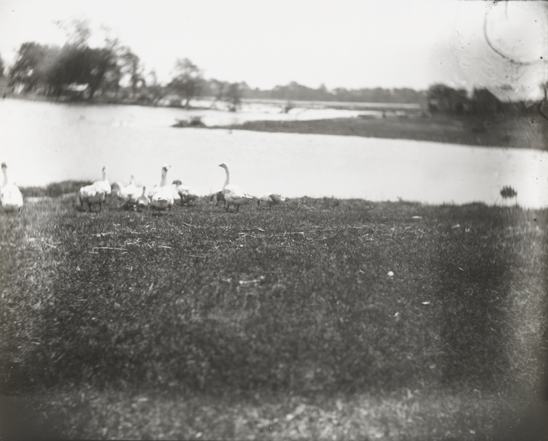 Geese at water's edge