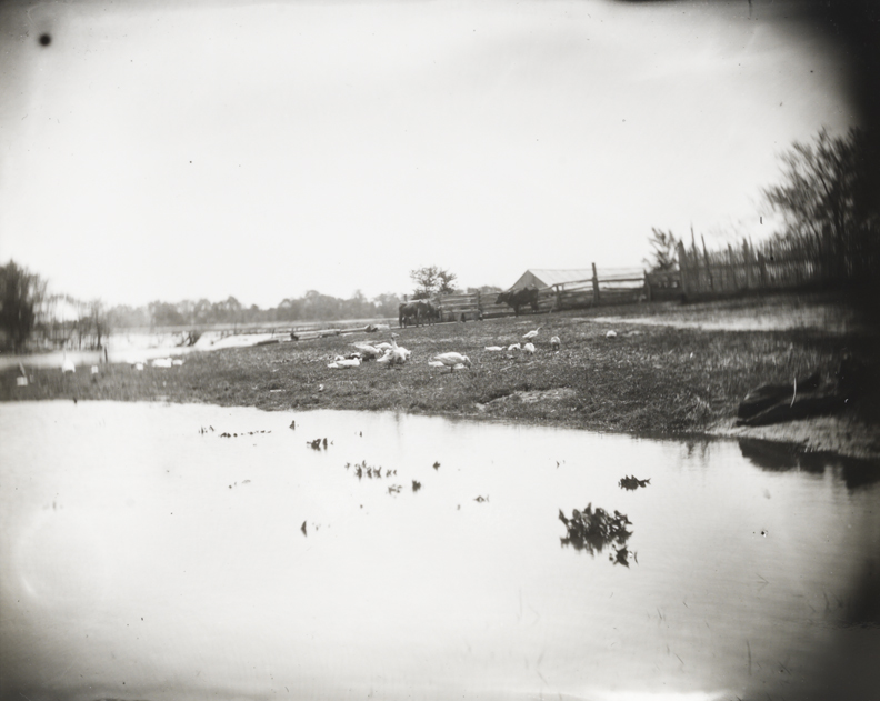 Geese and cows at edge of river