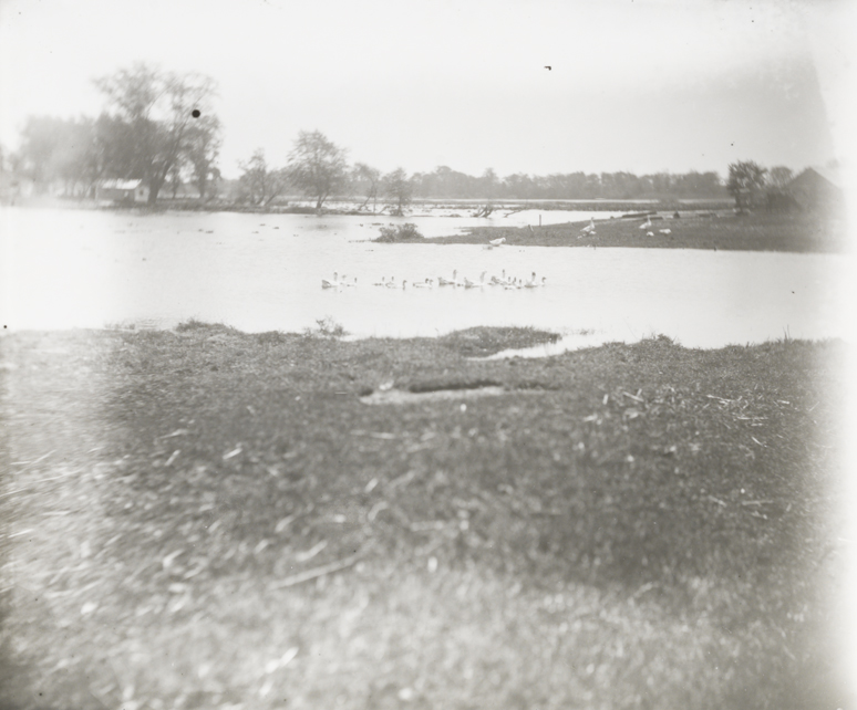 Geese swimming in river
