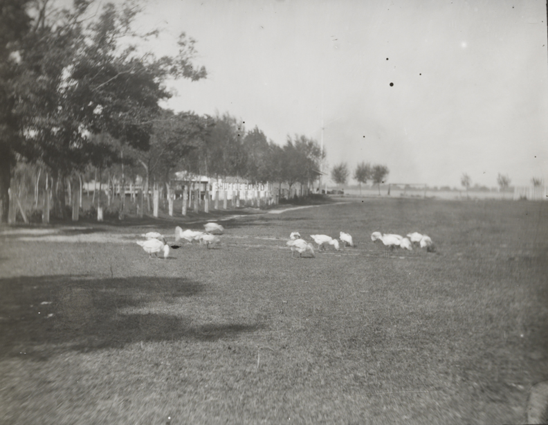 Geese in field with shuffleboard sign