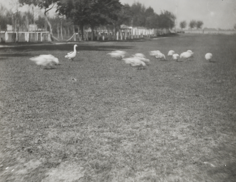 Geese in field with row of trees at left