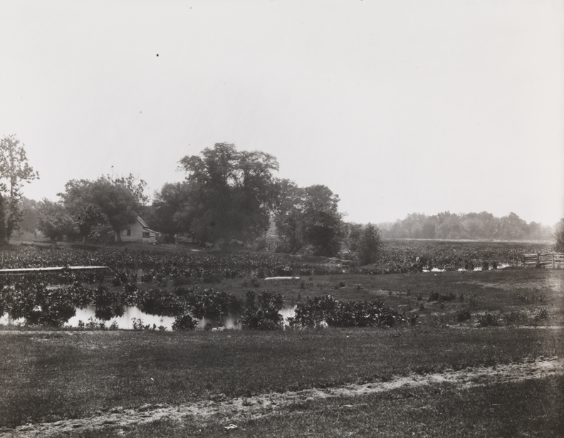Landscape at Gloucester, New Jersey