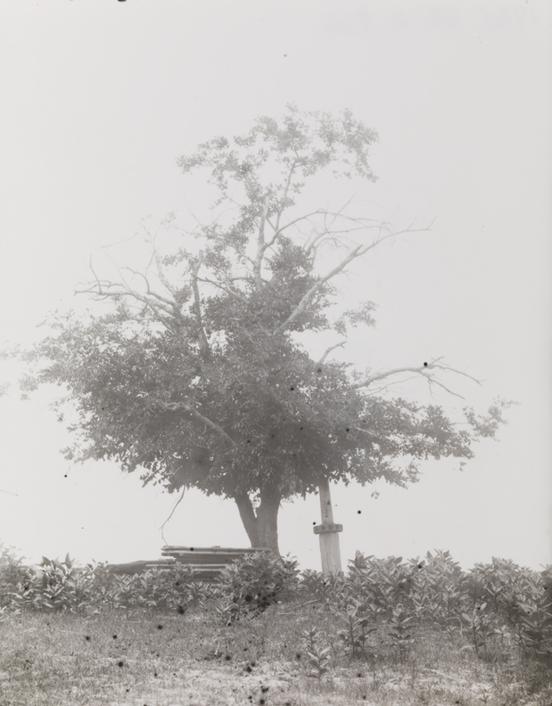 Tree near Delaware River
