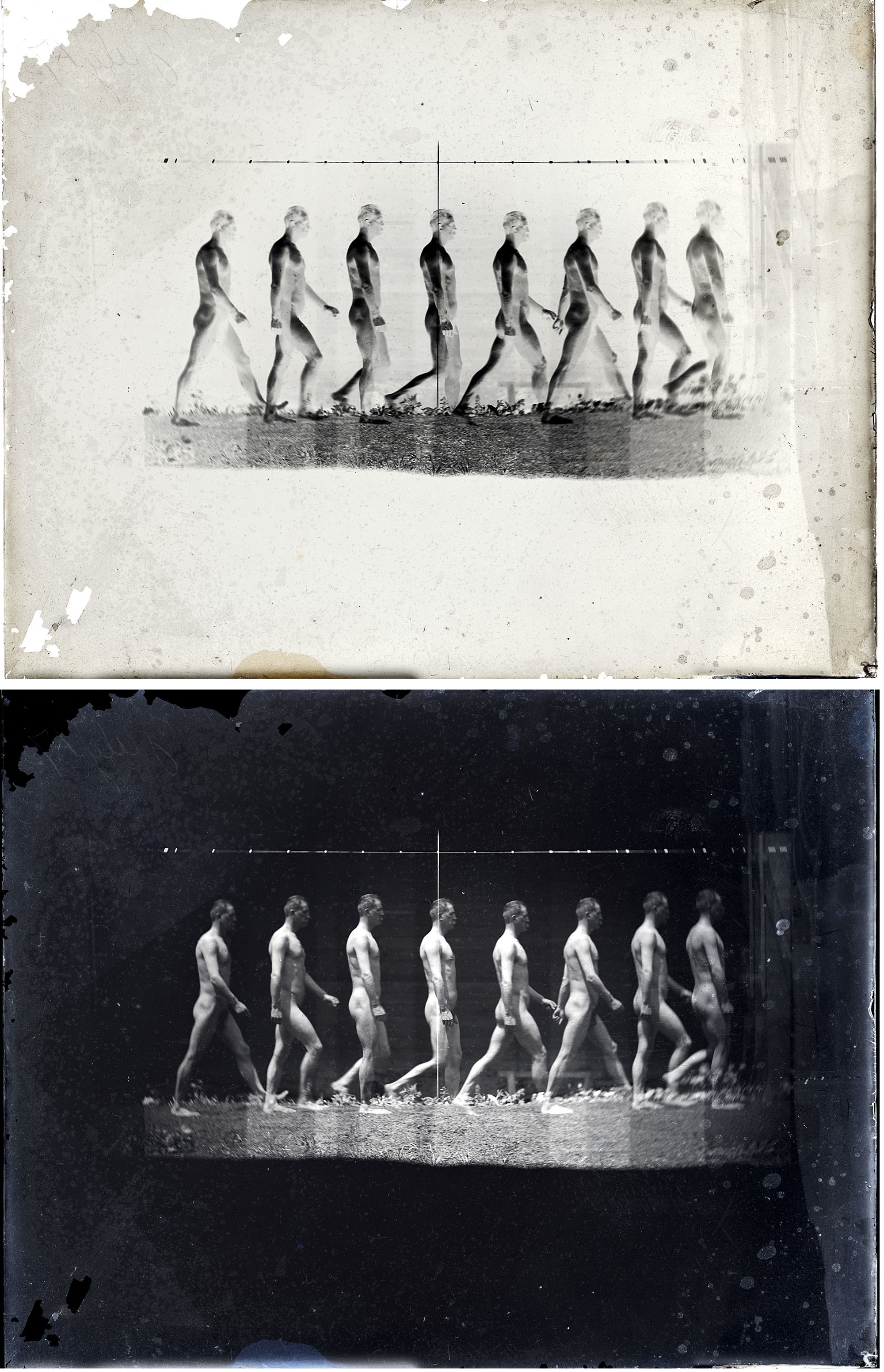 Motion study: male nude, walking to left