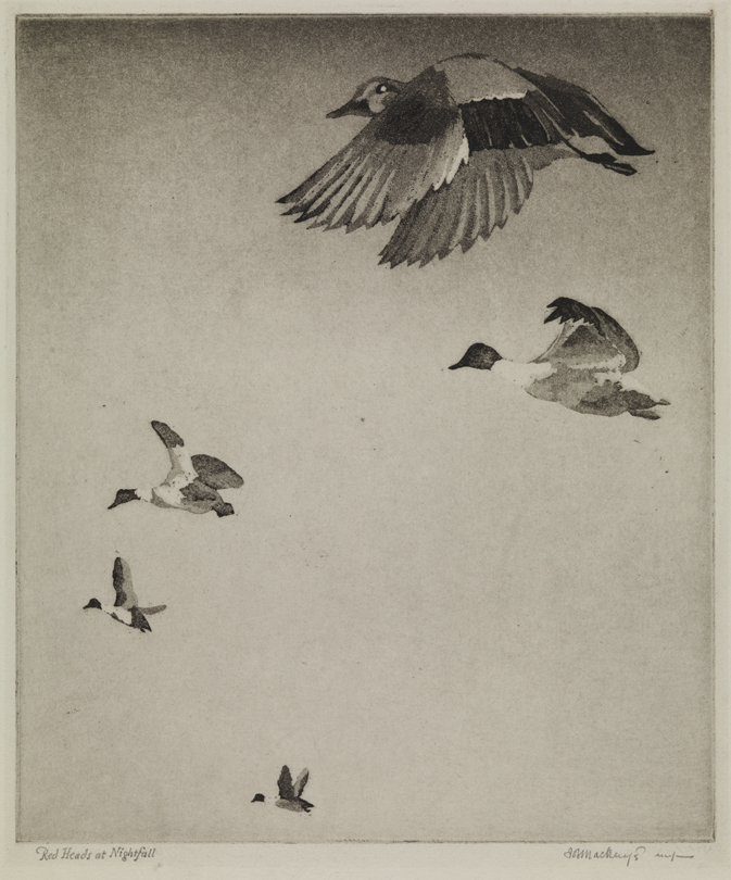 Red Heads at Nightfall