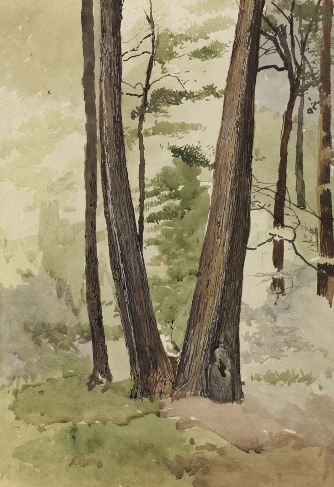 Landscape Study: Tree Trunks in Forest