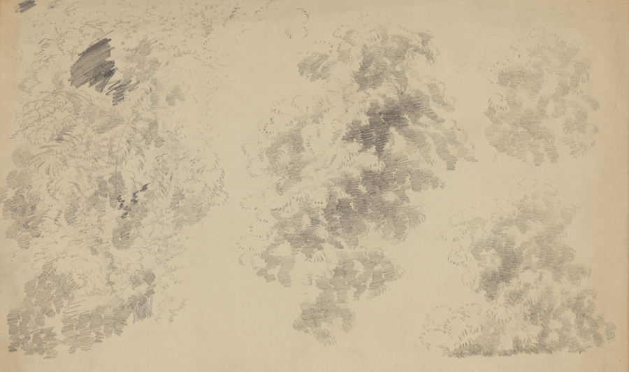 Tree Studies: Elm Foliage (r and v)