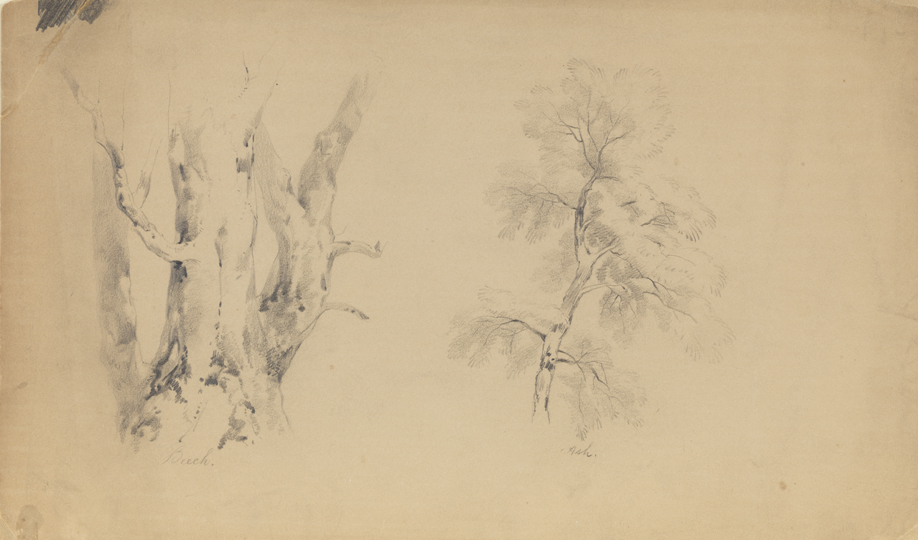 Tree Studies: Beech and Ash (r); Tree Studies: Oak and Beech (v)
