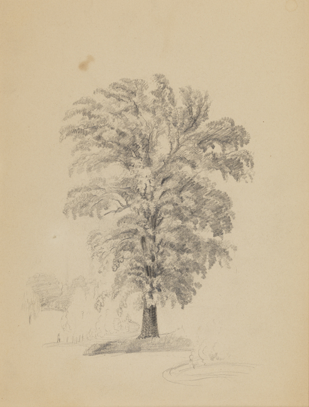 Tree Studies (r and v)