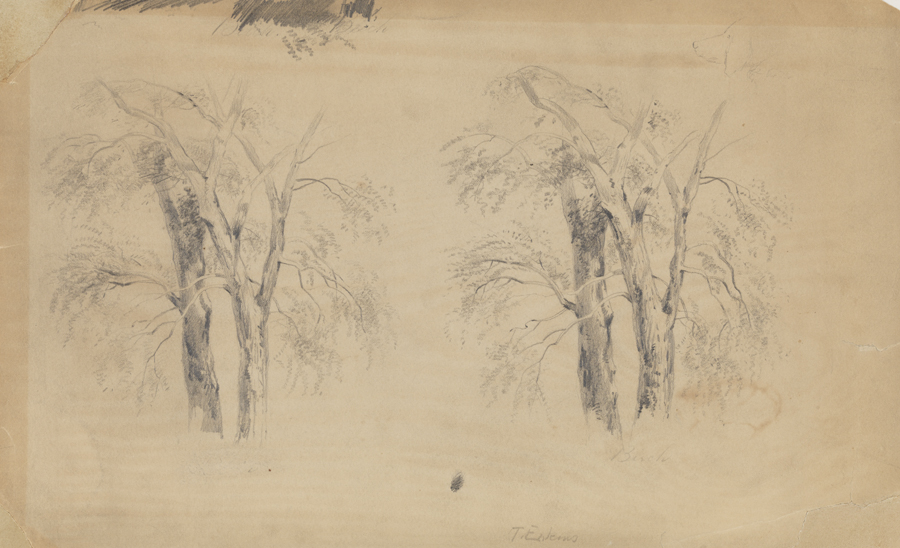 Tree Studies: Birches