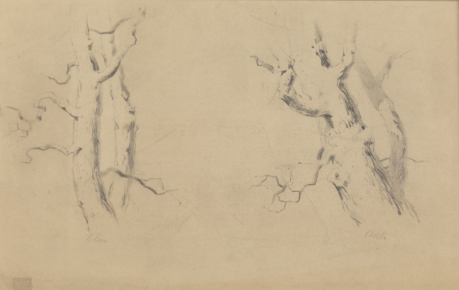 Tree Studies: Elm and Oak
