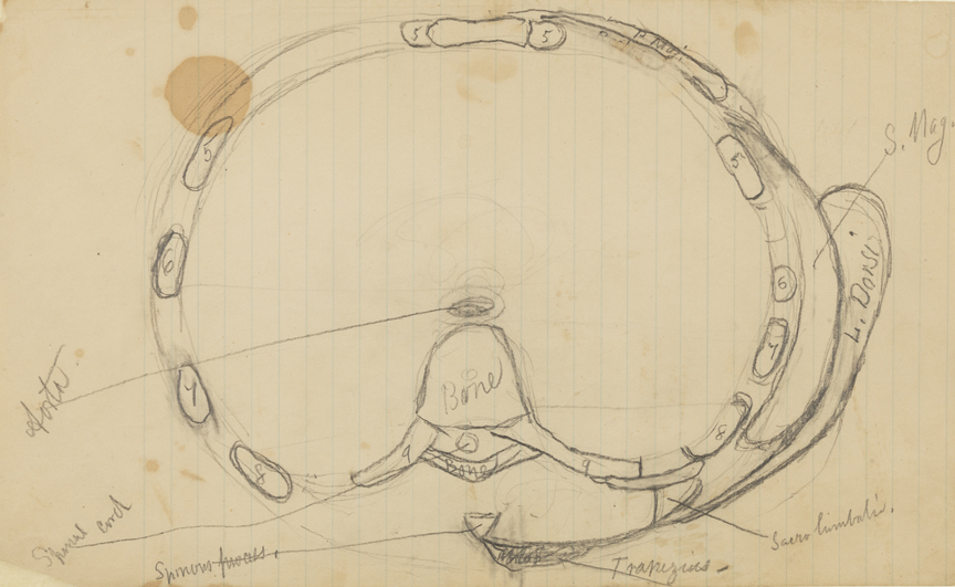 Dissection Study: Human (Cross-section of Torso, Thoracic Region)