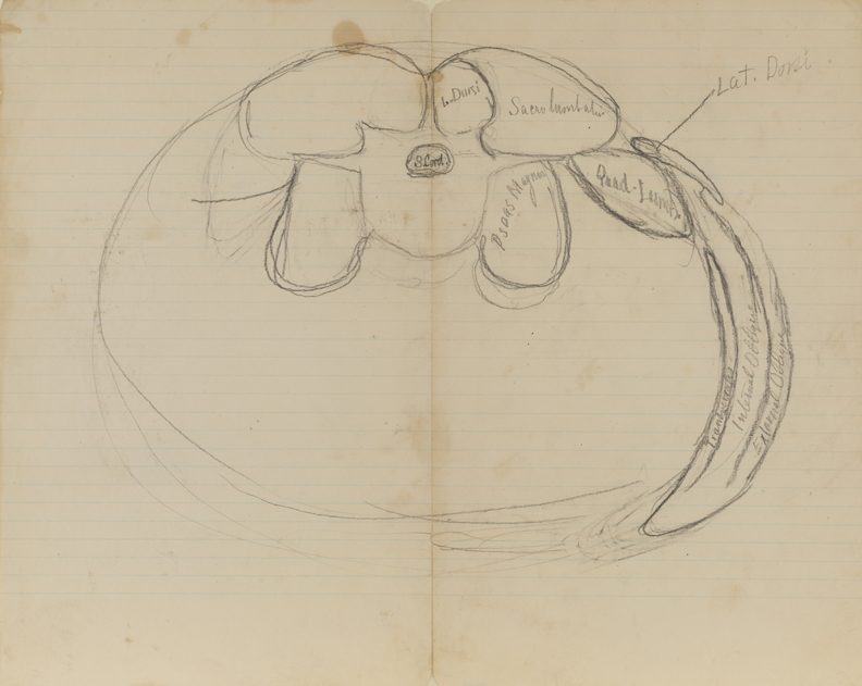Dissection Study: Human (Cross-section of Torso, Lumbaric Region)