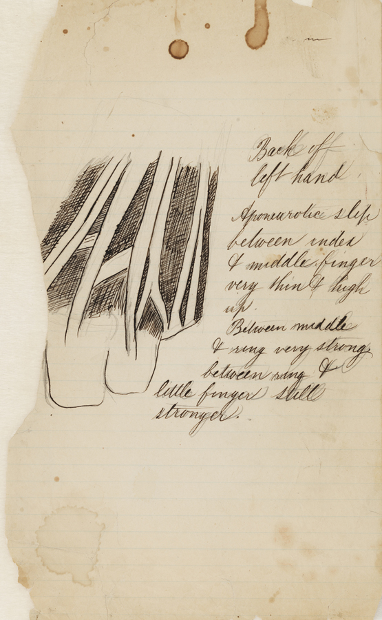 Dissection Study: Human (Back of Left Hand)