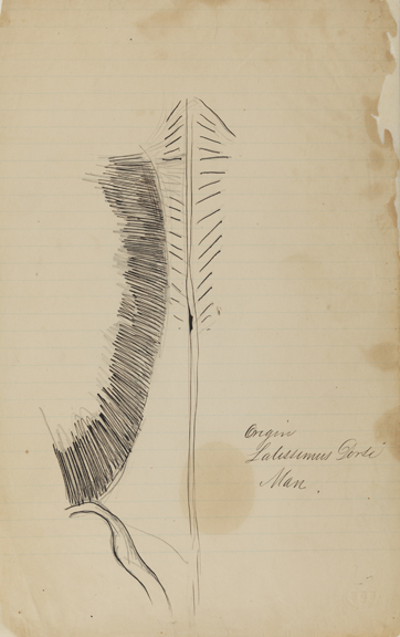Dissection Study: Human (Back, Origin of Latissimus Dorsi)