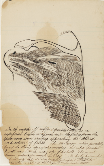 Dissection Study: Human (Major Muscles Crossing the Scapula)