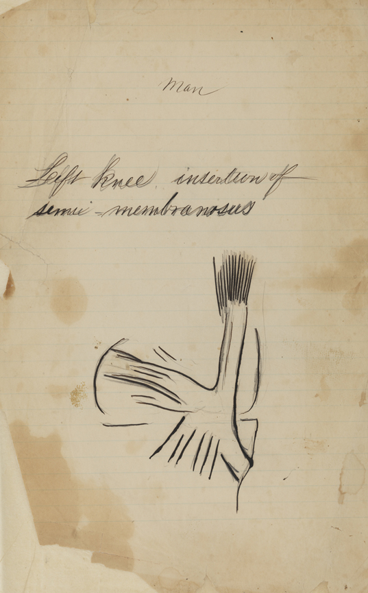 Dissection Study: Human (Left Knee Insertion of Semi-Membranosus)