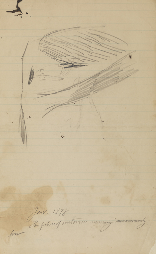 Dissection Study: Human (Fibres of Sartorius, Right Knee Bent)