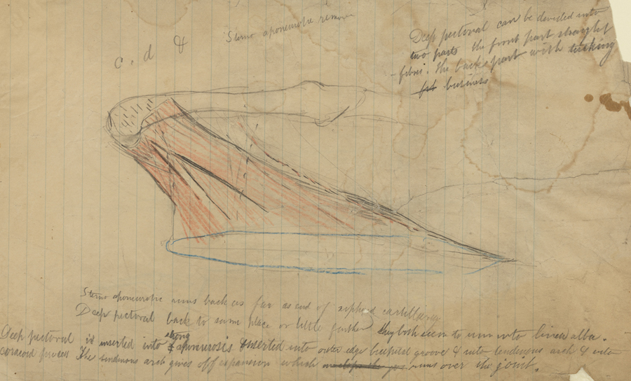 Dissection Study: Cat: Petoral Muscle (r); Dissection Study: Unidentified (v)