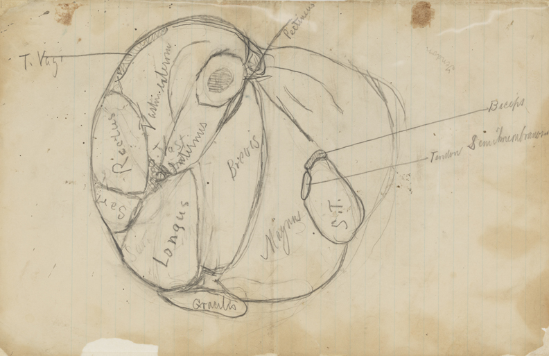 Dissection Study: Human (Cross-section of Front on Upper Right Leg)