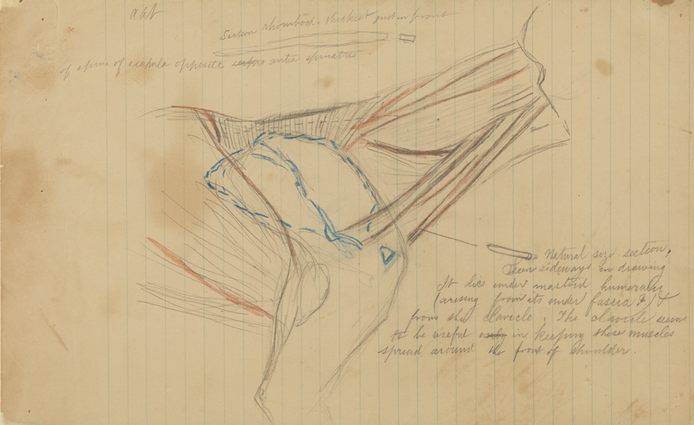 Dissection Study: Cat (Muscles of the Shoulder and Neck)