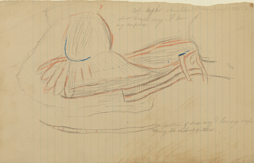 Dissection Study: Cat (Pectoral Muscle) (r); Dissection Study: Unidentified (v)