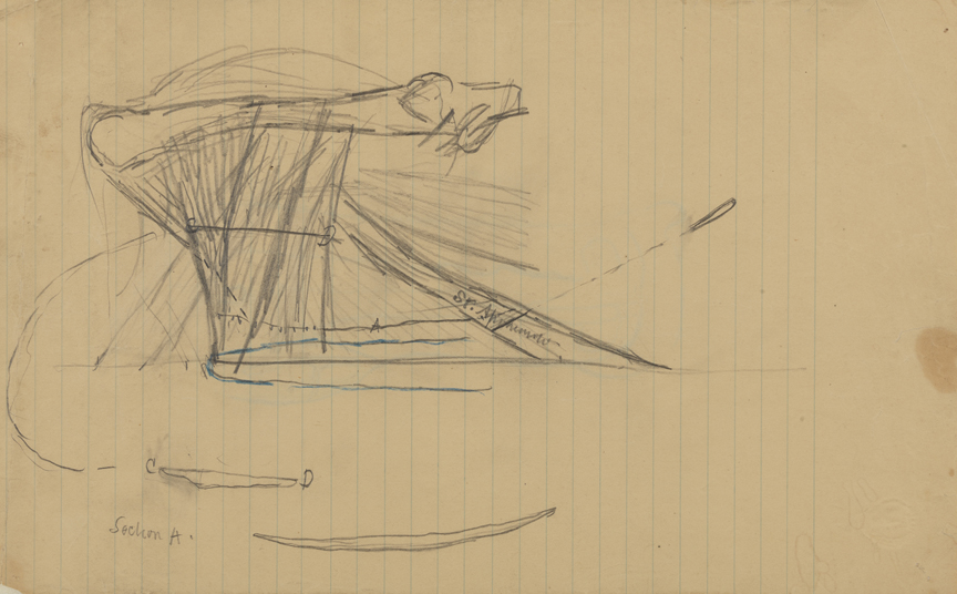 Dissection Study: Cat (Muscles of the Shoulders and Back)