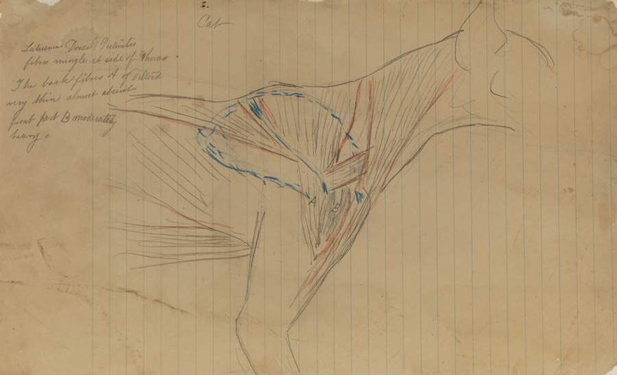 Dissection Sudy: Cat (Muscles of the Neck, Shoulder and Thorax)