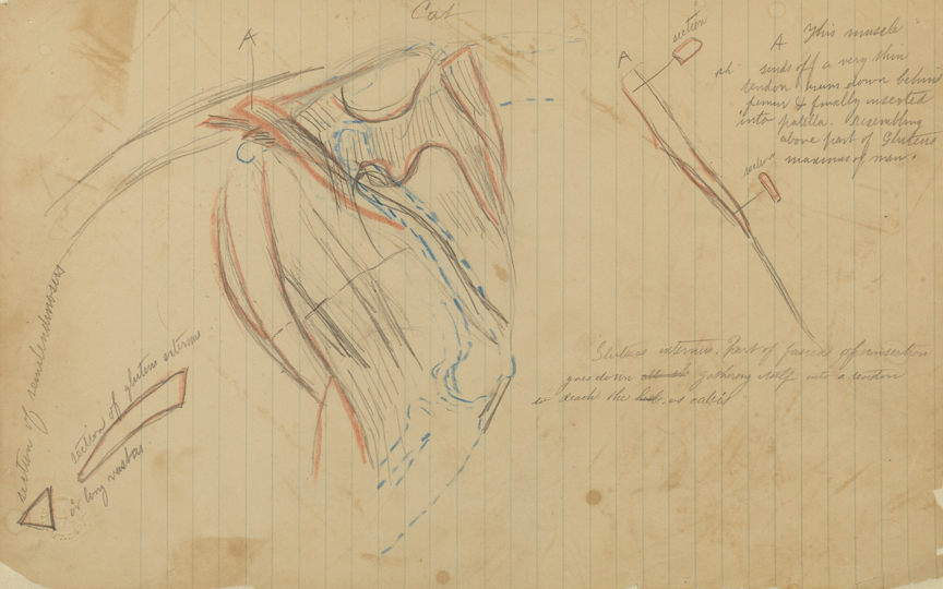 Dissection Study: Cat (Muscles and Tendons of the Hind Leg and Pelvis)