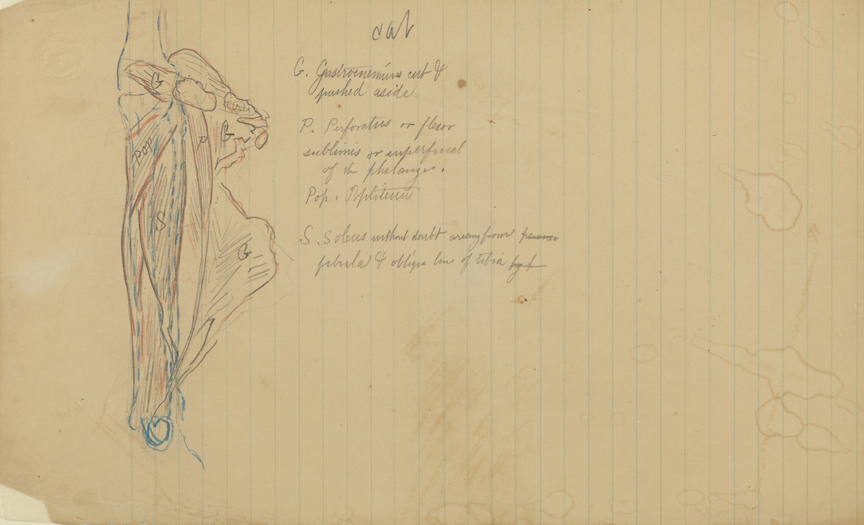 Dissection Study: Cat (Major Muscles of the Leg)