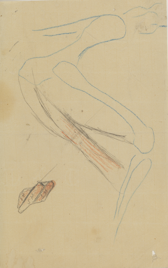 Dissction Study: Cat (Pelvis and Hind Leg; Muscle Cross-sections)