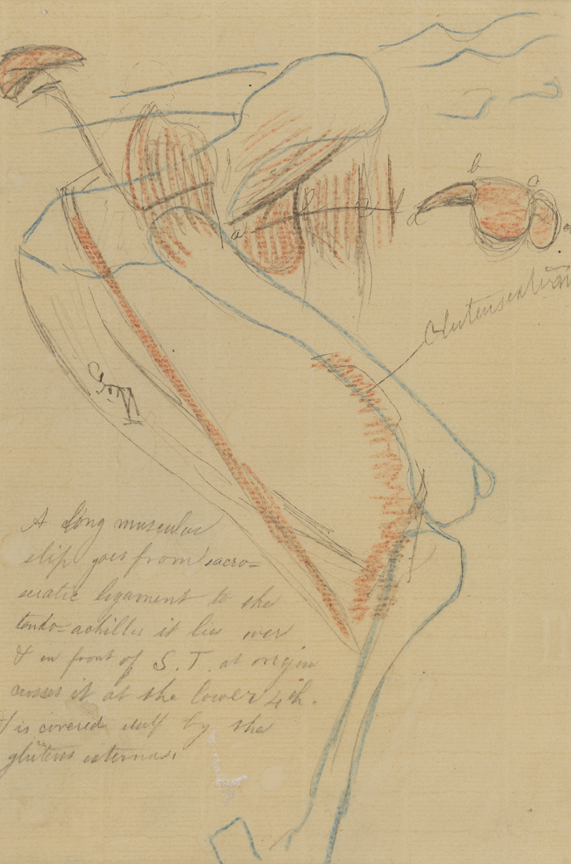 Dissection Study: Cat (Muscles and Ligaments Crossing the Pelvis and Hind Legs)