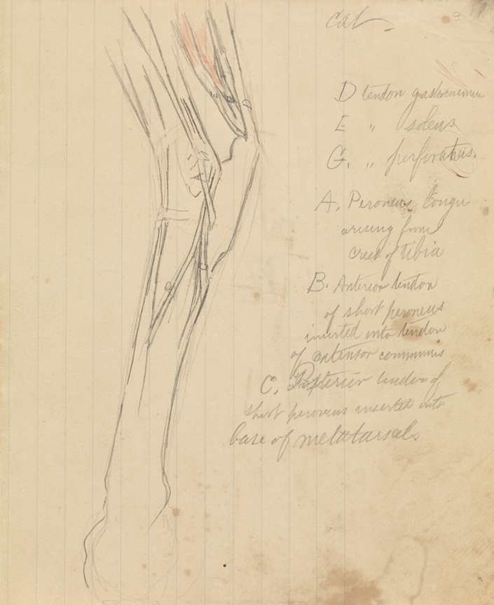 Dissection Study: Cat (Muscles and Tendons of Hind Leg)