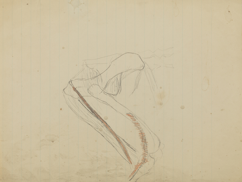 Dissection Study: Cat (Hind Leg and Pelvis)