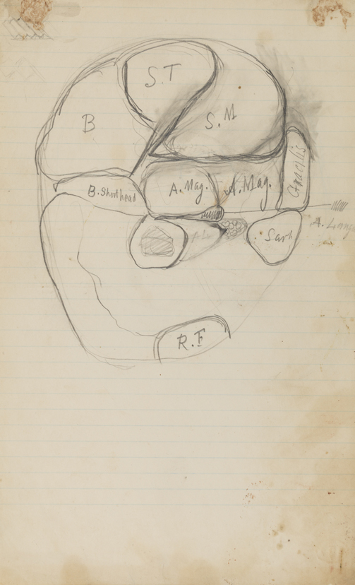 Dissection Study: Human (Cross-section of Back of Upper Right Leg)