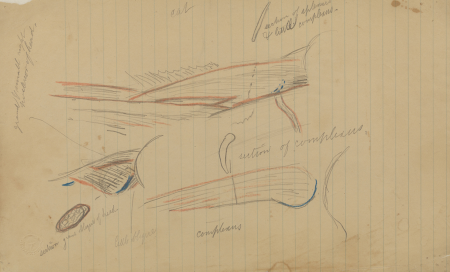 Dissection Study: Cat (Muscles of the Head)