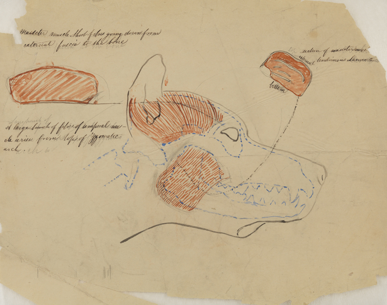 Dissection Study: Dog (Major Muscles of Face and Skull)