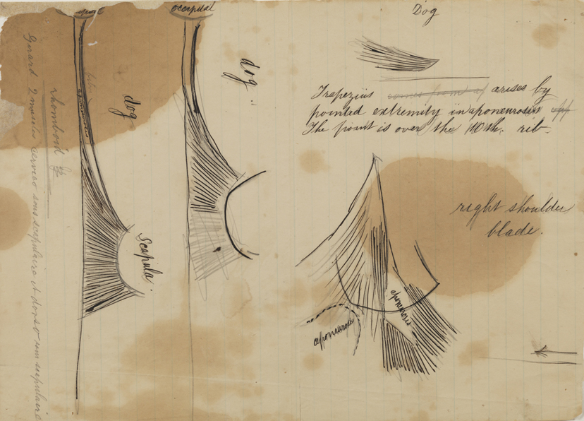 Dissection Study: Dog (Muscles of the Shoulder)