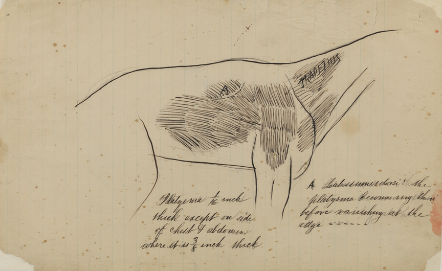 Dissection Study: Dog (Muscles of the Thorax)