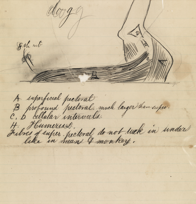 Dissection Study: Dog [Pectoral Muscles]