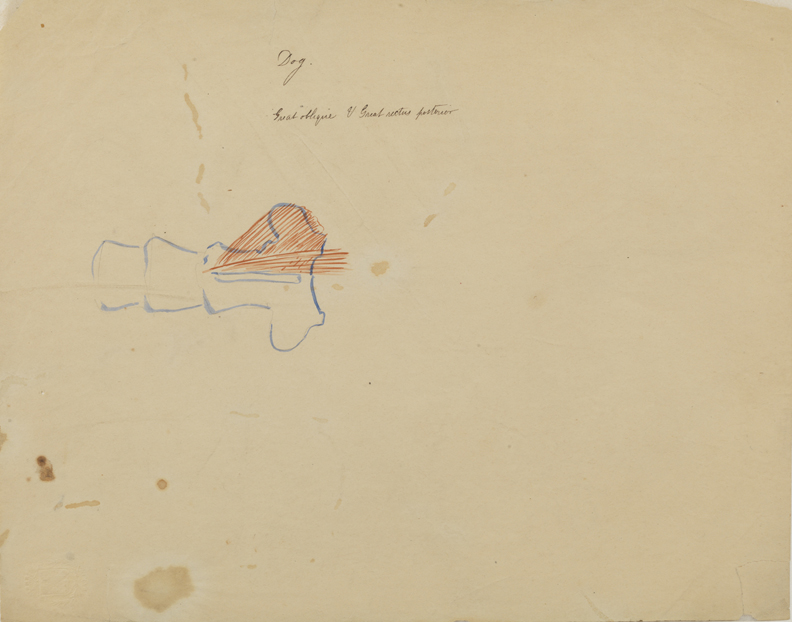 Dissection Study: Dog (Muscles of Hindquarters)