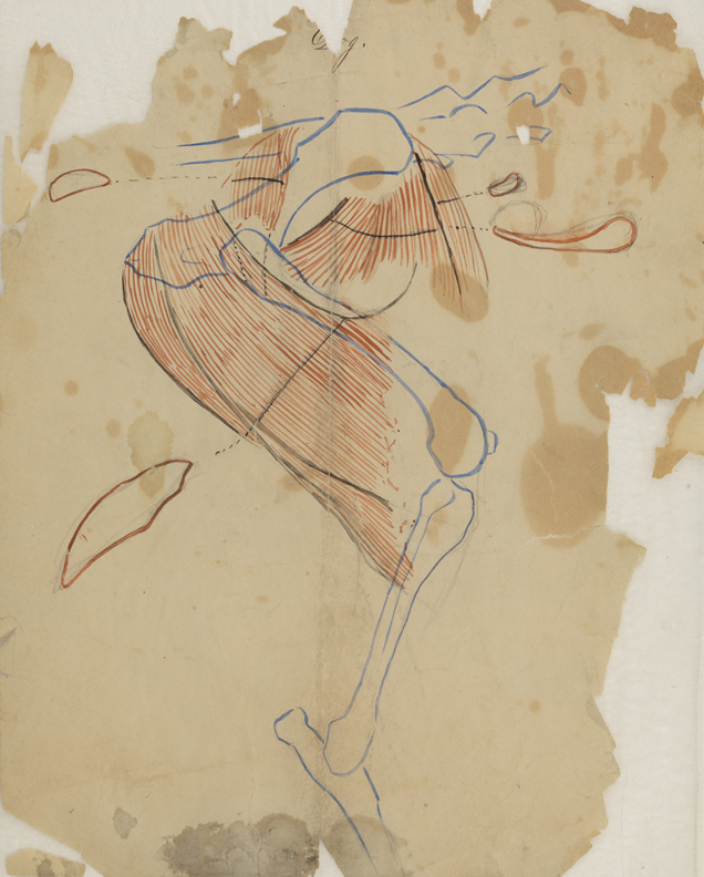 Dissection Study: Dog (Muscles of the Hind Leg)