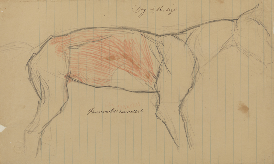 Dissection Study: Dog (Panniculus carnosus)