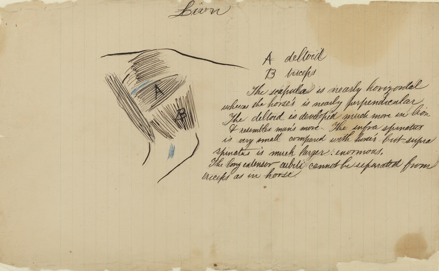 Dissection Study: Lion (Deltoid and Biceps)