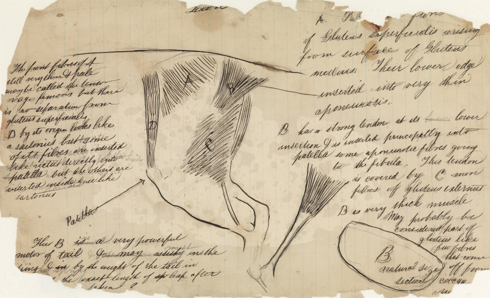 Dissection Study: Lion (Muscles of Hind Quarters and Leg)