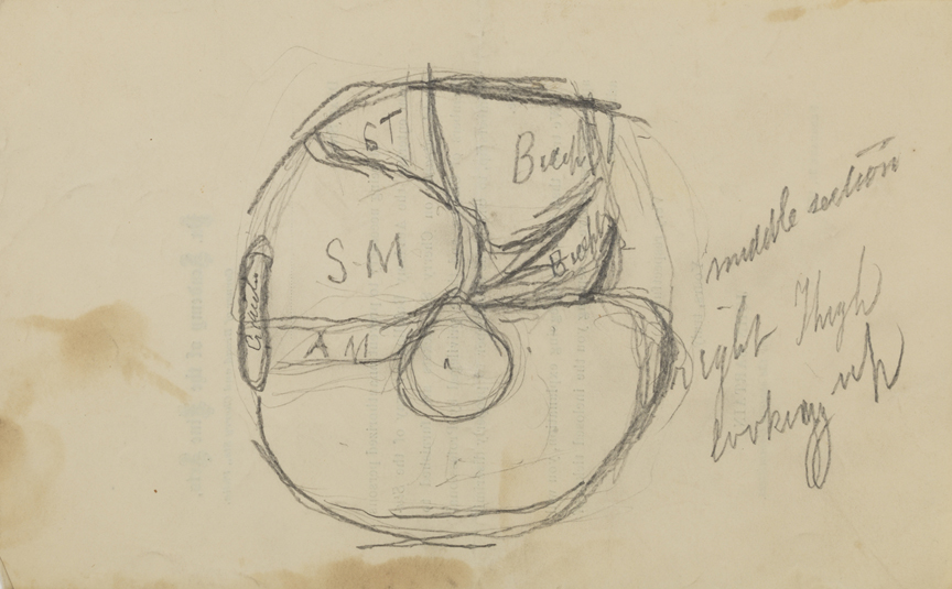 Dissection Study: Human (Cross-section of Upper Right Leg)