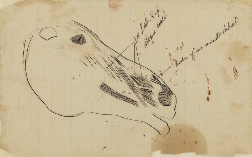 Dissection Study: Horse (Muscles of the Snout)