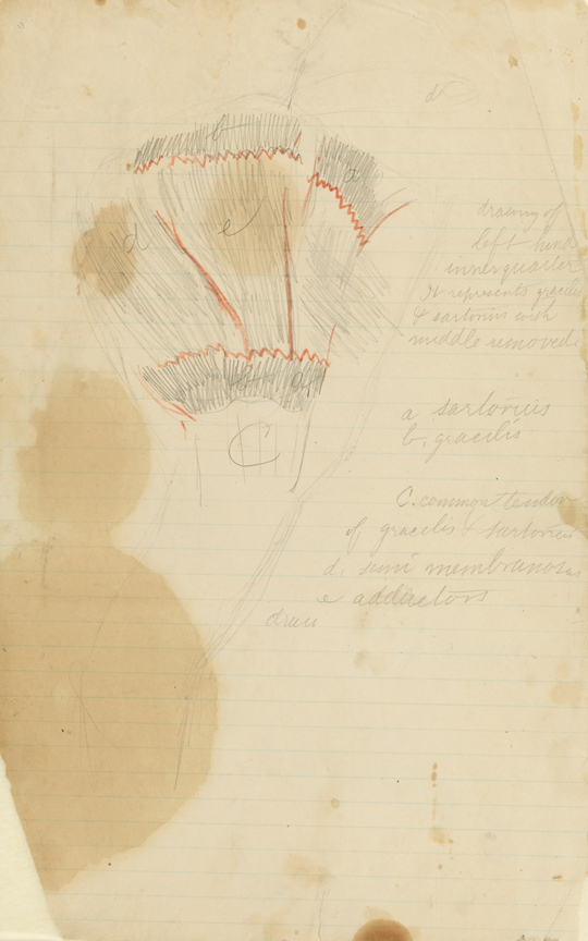 Dissection Study: Horse (Major Muscles of Left Hind Leg)