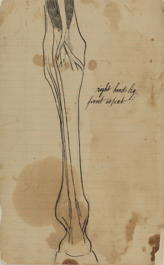 Dissection Study: Horse (Right Hind Leg)